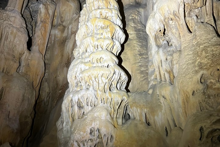 a close up of a tree