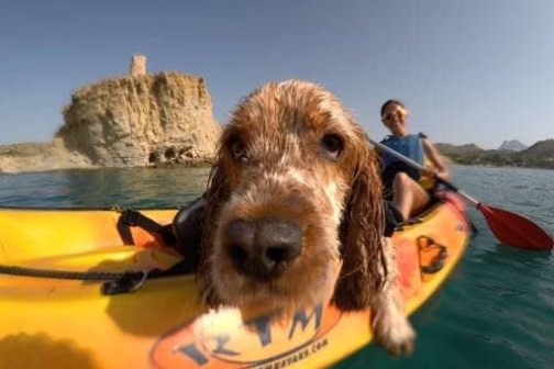 a dog sitting in the water