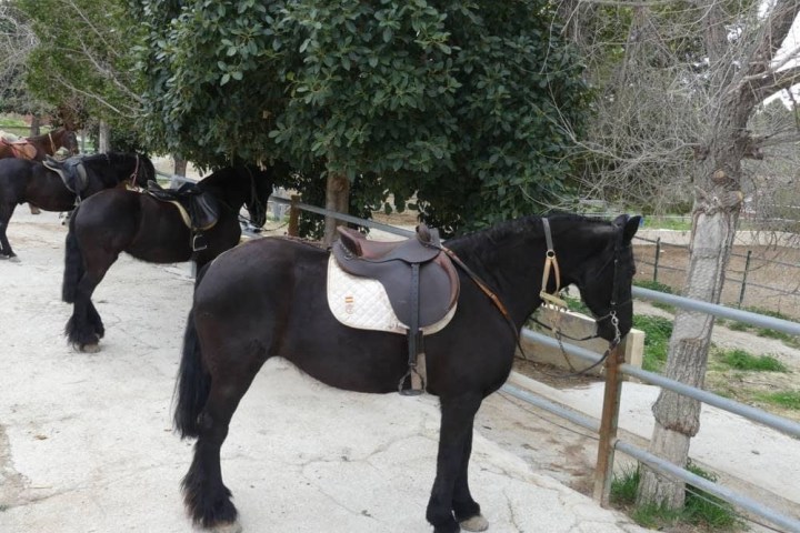 a person riding a horse