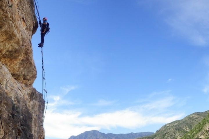 a tree with a mountain in the background