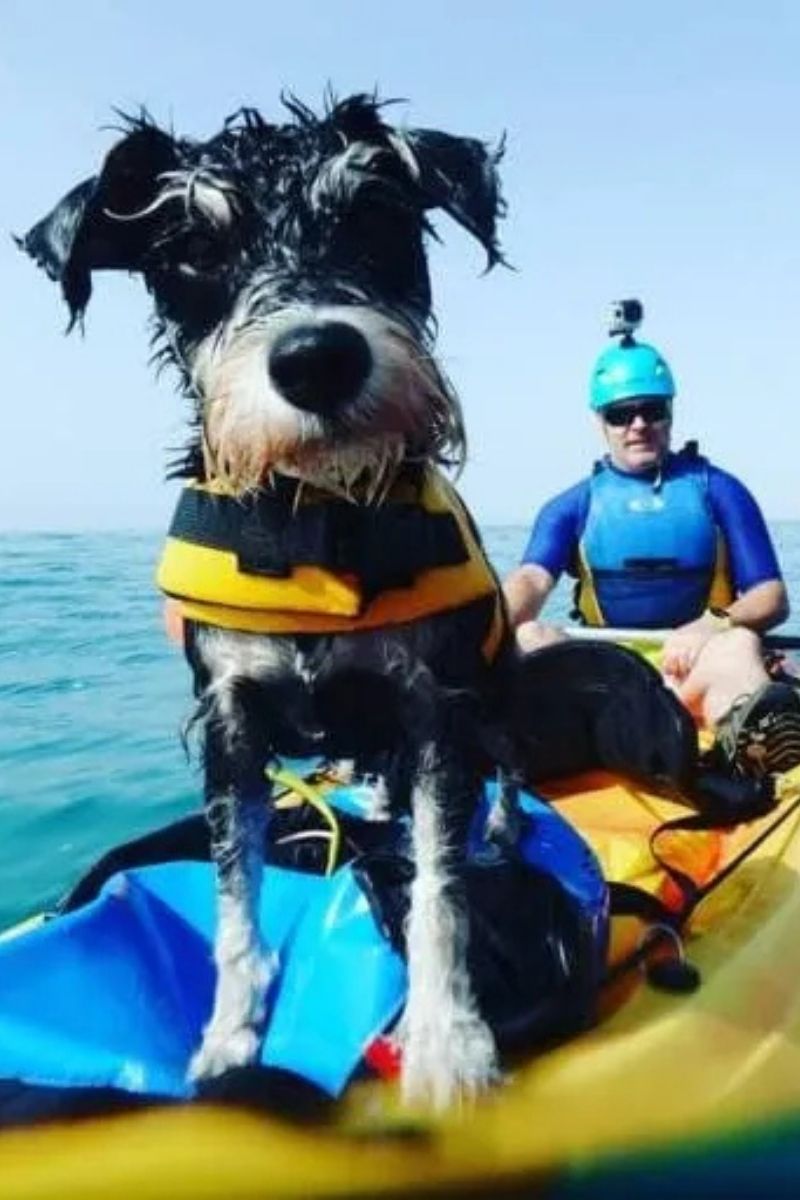Perro con chaleco salvavidas durante la excursión en kayak por Villajoyosa