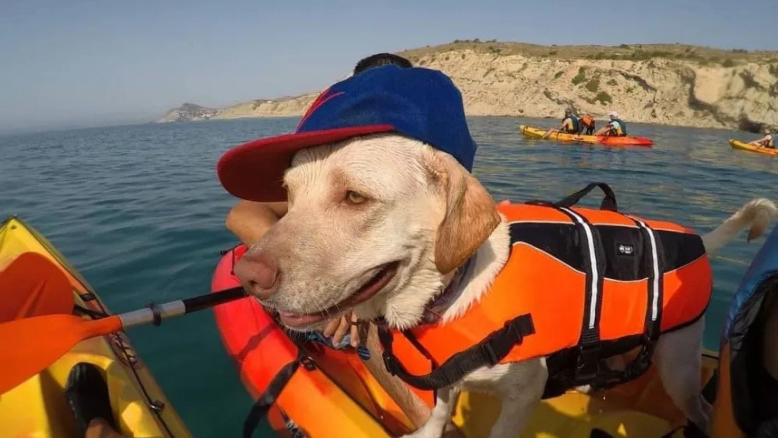 Perro con chaleco salvavidas disfrutando de la ruta en kayak por Villajoyosa