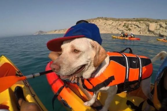 Perro con chaleco salvavidas disfrutando de la ruta en kayak por Villajoyosa
