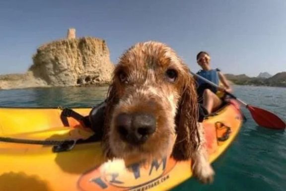 Perro en primer plano durante la ruta en kayak por la costa de Villajoyosa